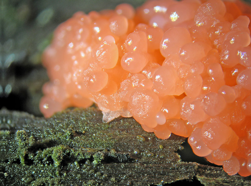 Tubulifera arachnoidea